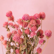 A bundle of pink round dried florals.