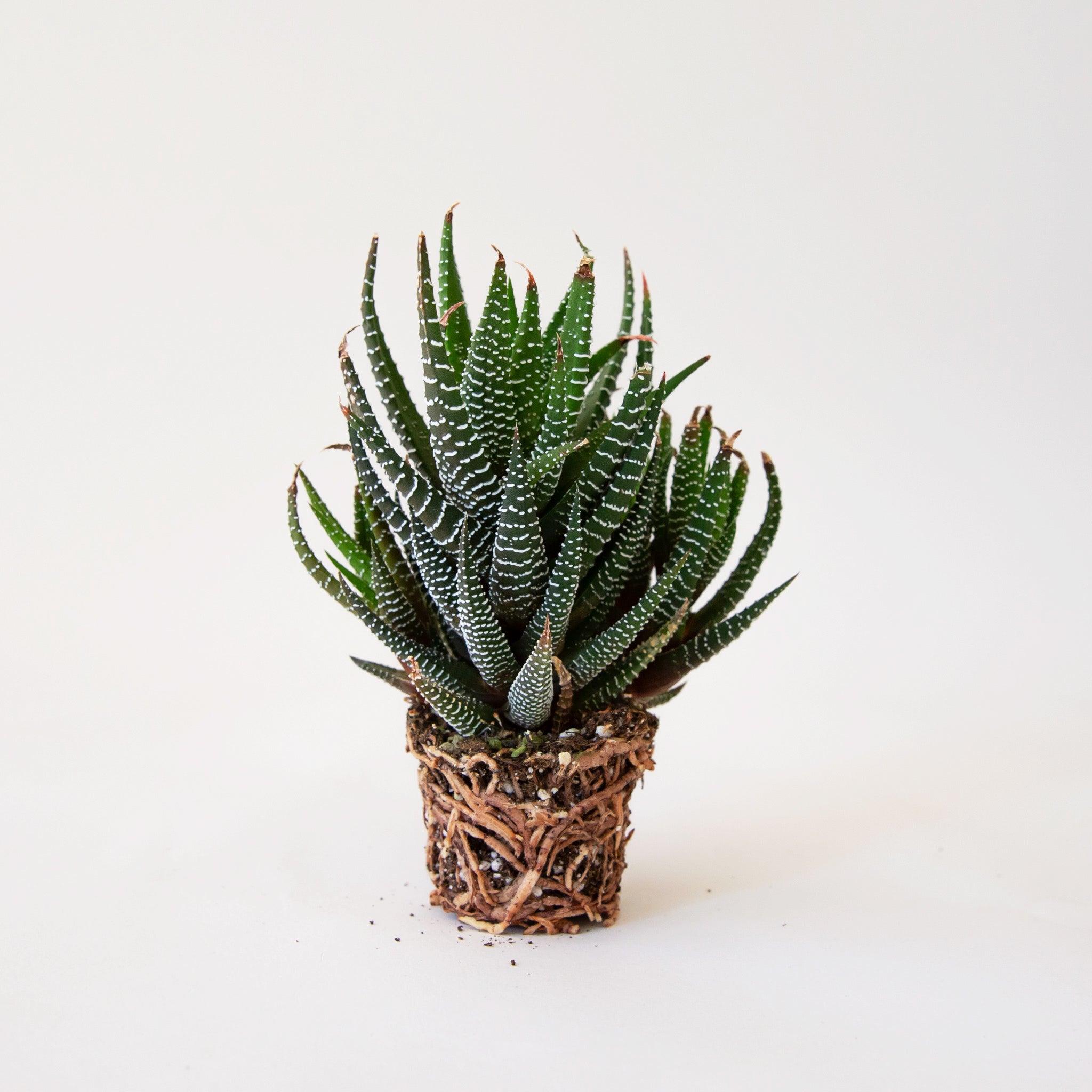 haworthia fasciata succulent Haworthia