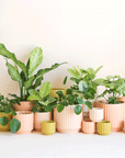 On an ivory background is a collection of ceramic planters with different finishes and colors and filled with green houseplants. There are ribbed planters, smooth options and a range of colors from ivory to salmon to a chartreuse green.