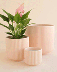On an ivory background is three different sized pink ceramic planters with fluting and a rounded base.
