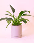 A lilac cylinder ceramic planter with a removable tray for watering in front of a tan background.