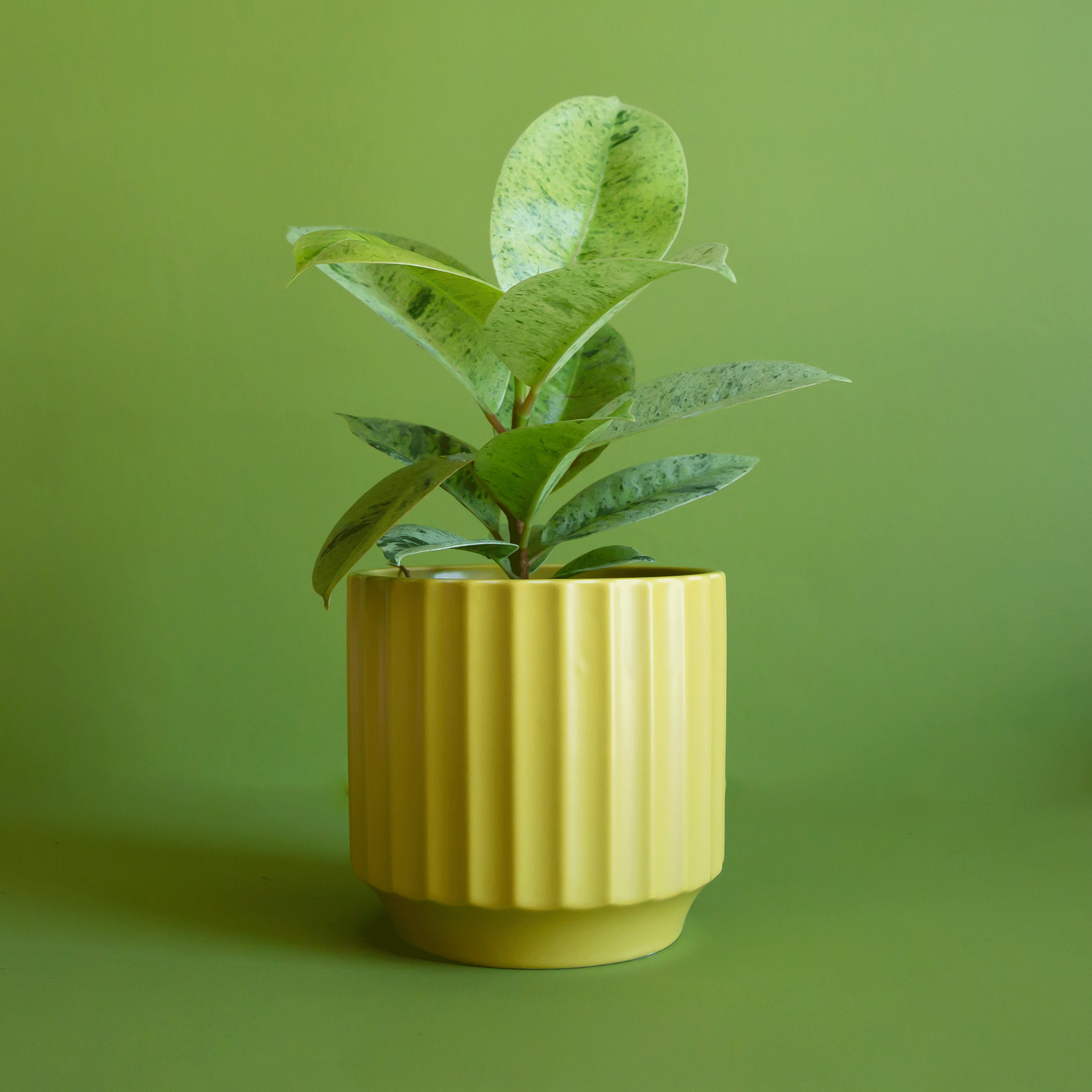 palm in planter Monroe Planter