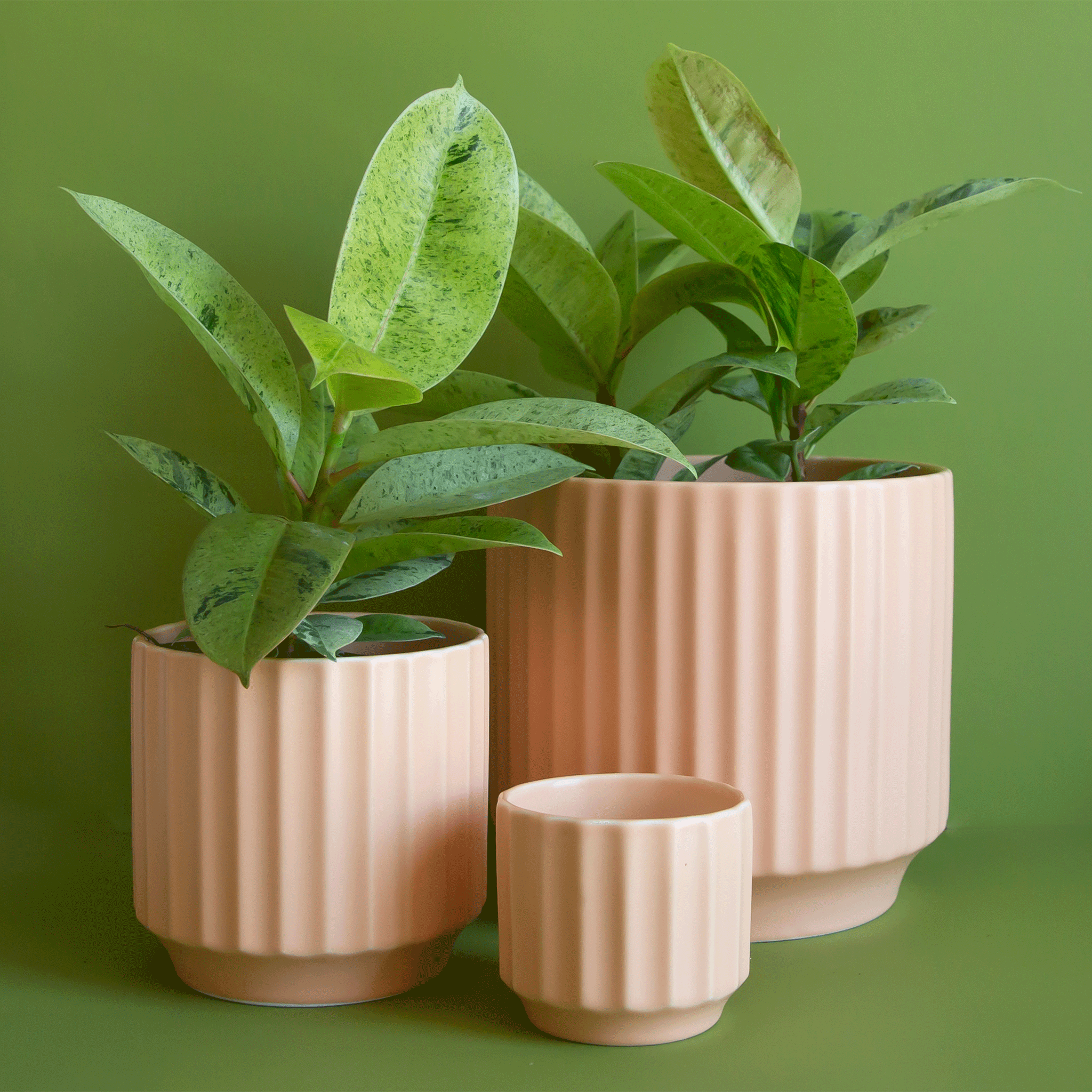 pink and green plant pot Monroe Planter