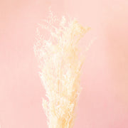 Dried Caspia plant complete with thin white branches and small, fluffy dried leaves. The branches lay diagonally across soft pink background.