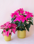 On a light pink background is two of the palm colored pots filled with hot pink poinsettias.