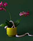 On a dark green background is one of the palm colored pots filled with a pink orchid and a small pink snake wrapped around it. Snake and plants not included with purchase.