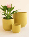 On an ivory background is three different sized ceramic planters in chartreuse shade with a slight speckle detail and a tapered base.