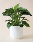 In front of a white background is a round white pot. Inside the pot is a philodendron brikin. The light green stems are tall and stick straight up. Most of the leaves are green and pointed at the top. Some of the leaves have white stripes.