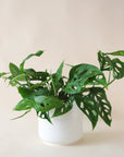 a Monstera Adansonii Swiss cheese plant in a white ceramic planter