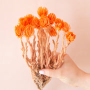 A bundle of dried orange flowers.