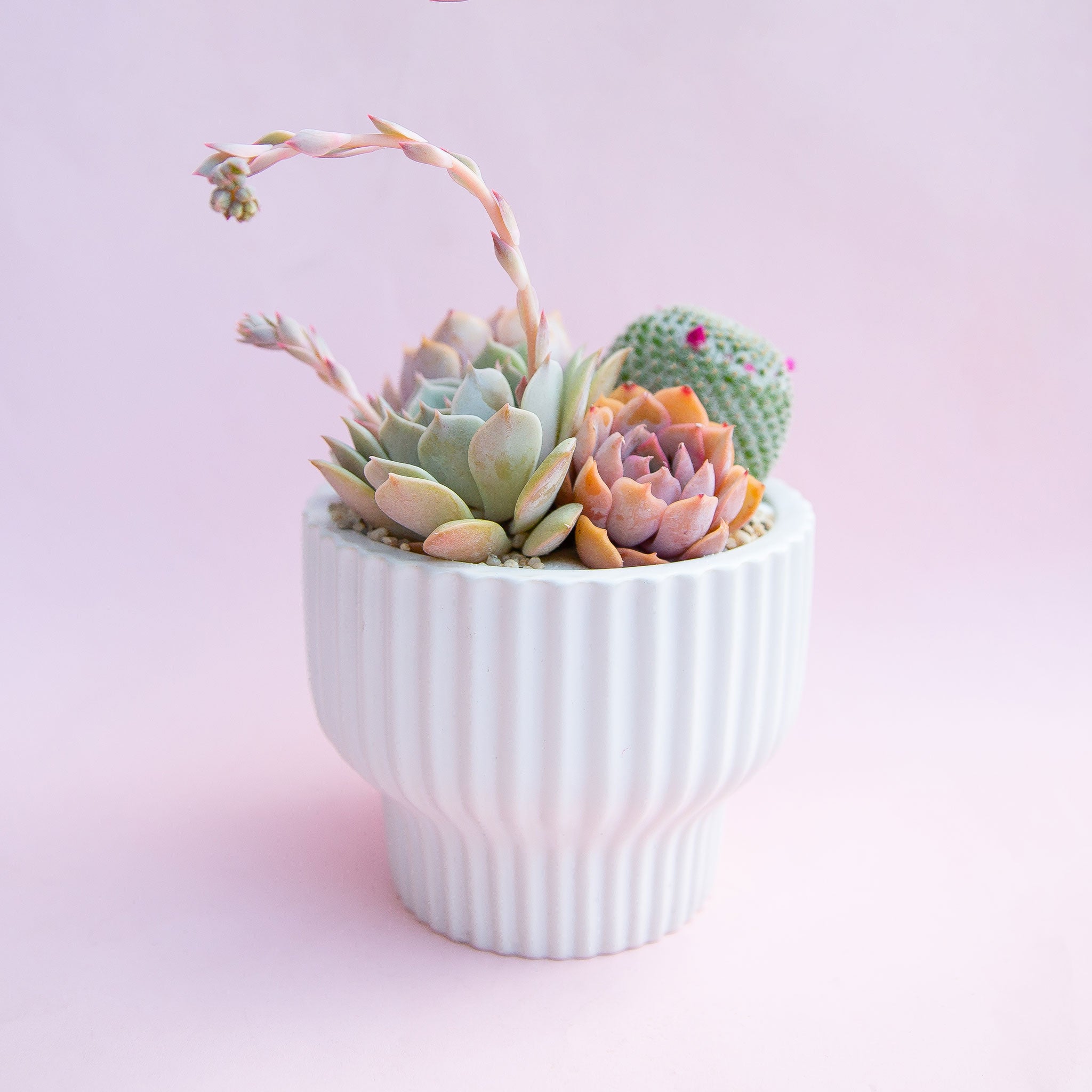 A succulent and cacti arrangement in a white fluted pedestal pot with a lavender background