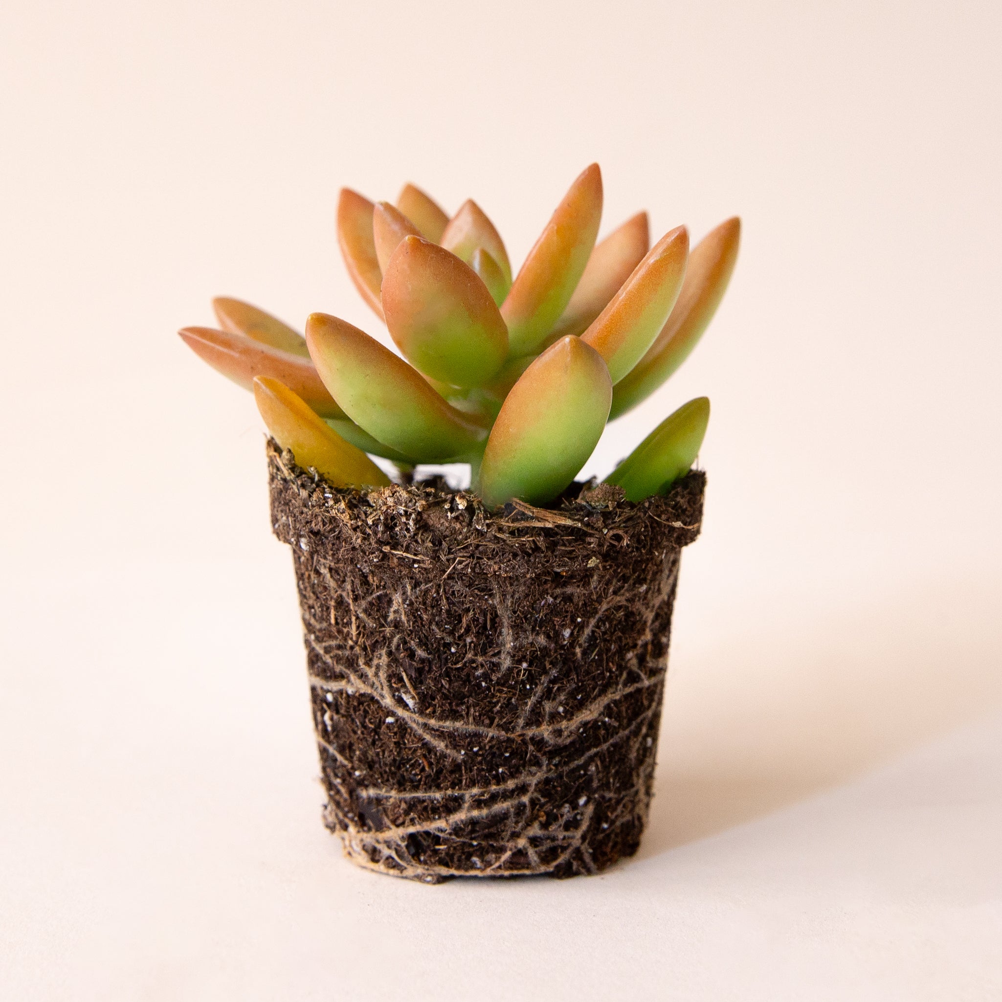 golden glow succulent Sedum