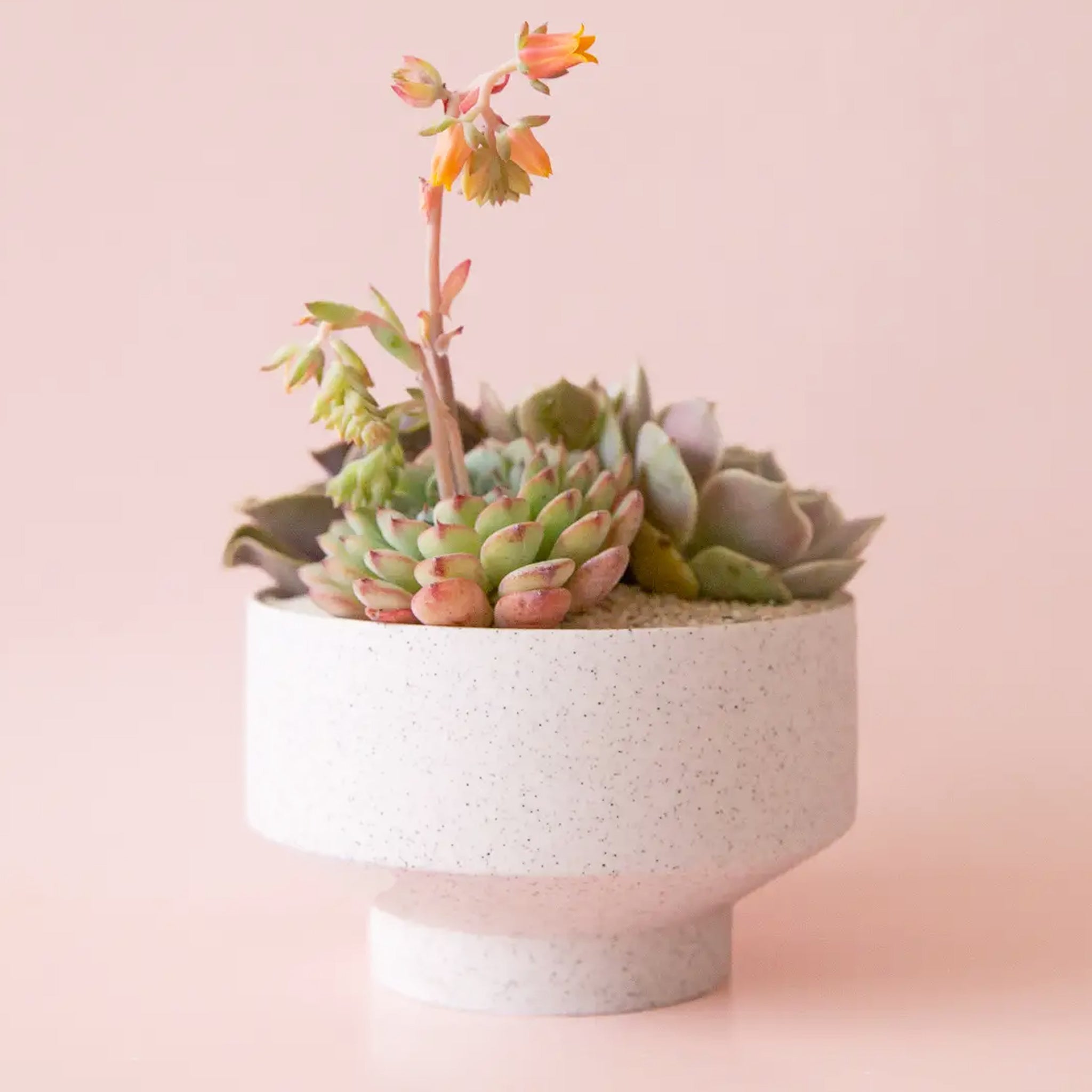 A white, speckled planter with an elevated base and warm succulent display.