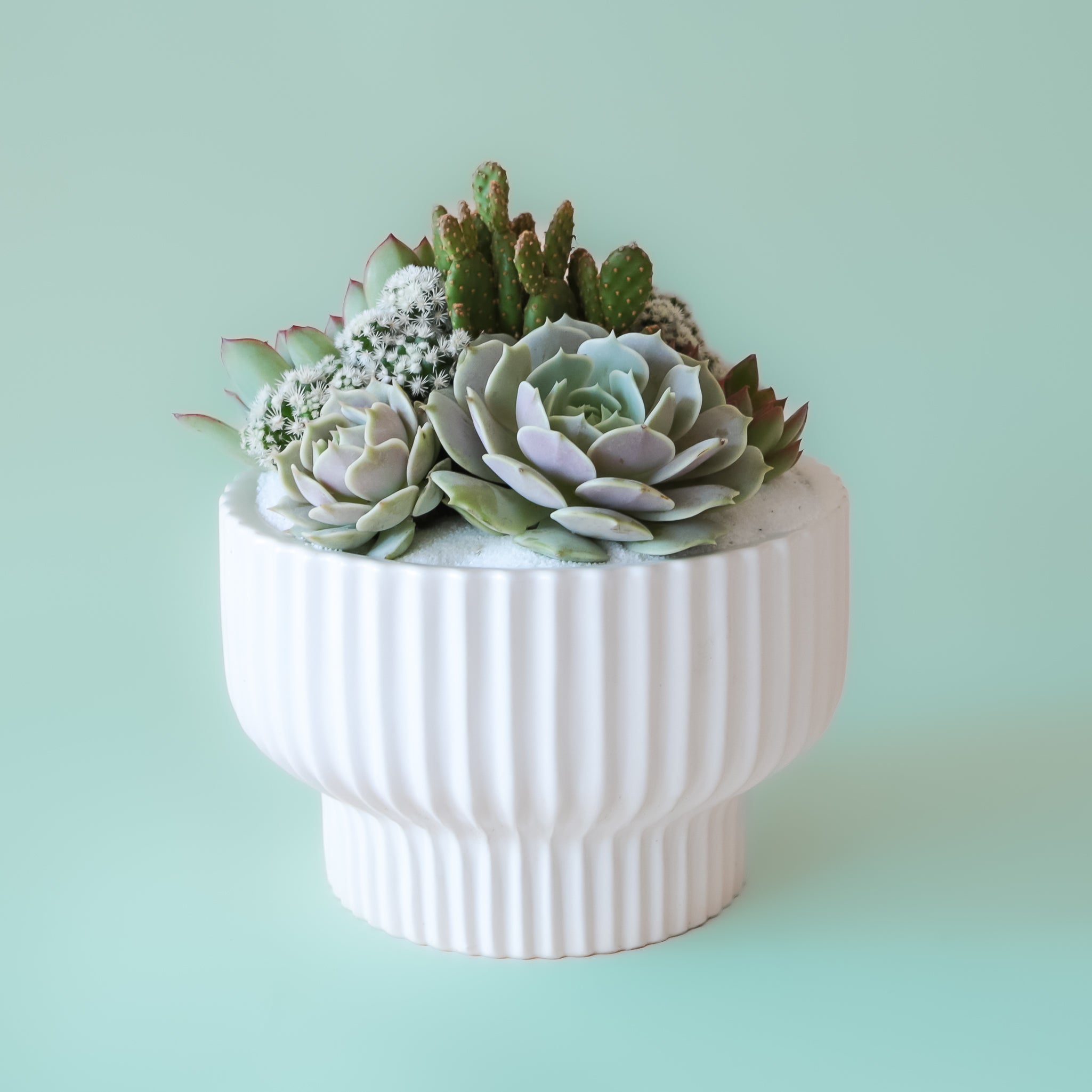 white succulent vase Presley Pedestal Planter