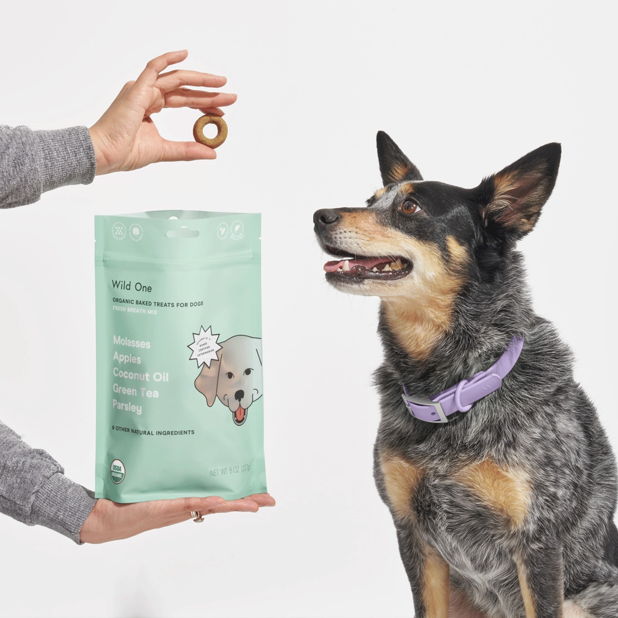 On a white background is a dog next to person holding a donut shaped dog treat in a mint bag. 