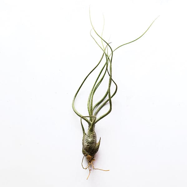 butzii air plant care Tillandsia