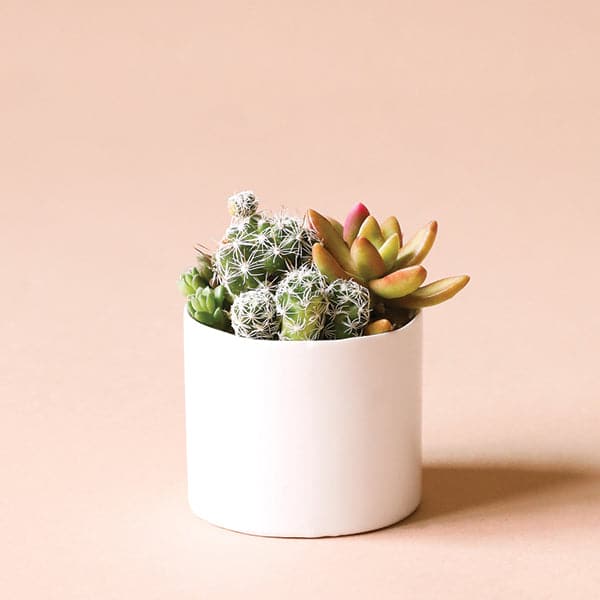 Two different sized cylinder shaped ceramic pots with a glossy finish and a slightly imperfect rim photographed with a succulent arrangement that is not included with purchase. 