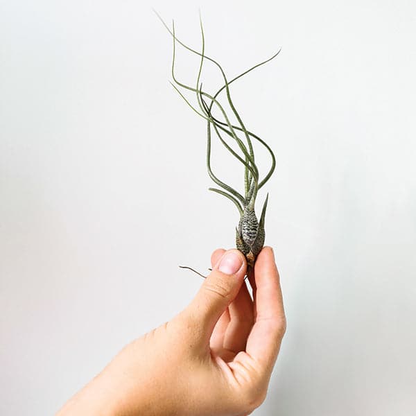 butzii air plant care Tillandsia