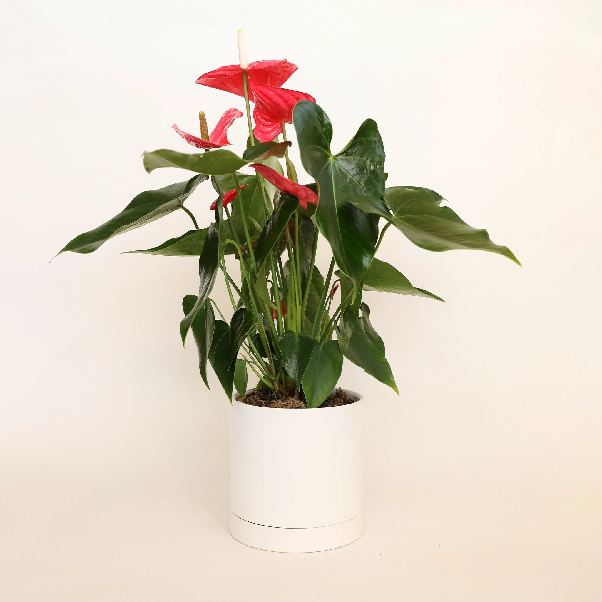 a lush green anthurium with hot pink blooms sits in a simple white pot with saucer