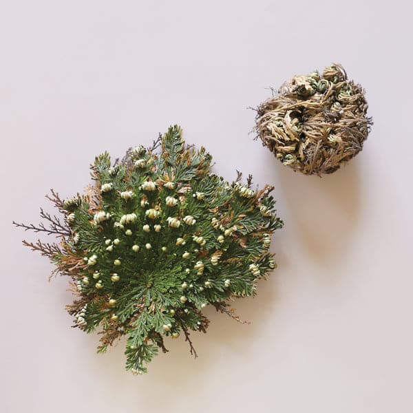 rose of jericho plant prayer Resurrection Plant - Jericho Rose