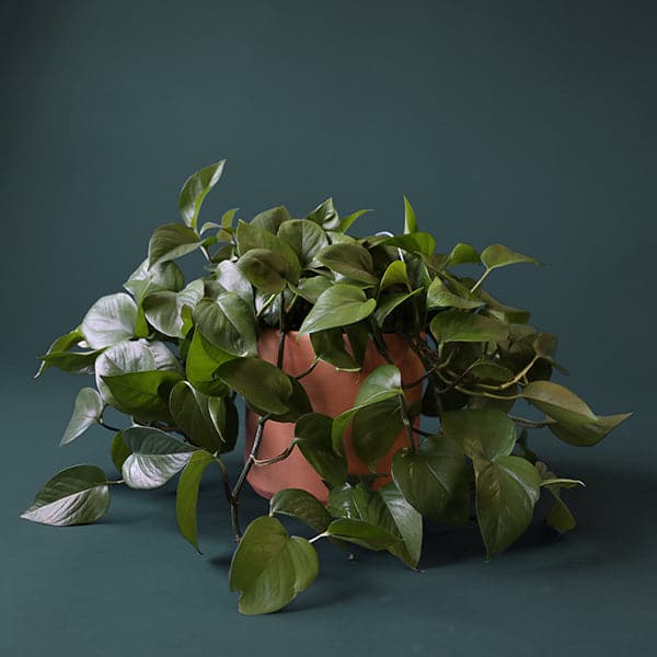 On a green background is a terracotta cylinder planter with a raw terracotta finish and filled with a green pothos plant. 