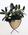 In front of white background is a wood colored planter in a short black metal stand. The bullet planter is wide at the top and narrow at the bottom. The metal stand has three legs. Inside the planter is a deep green rubber tree.