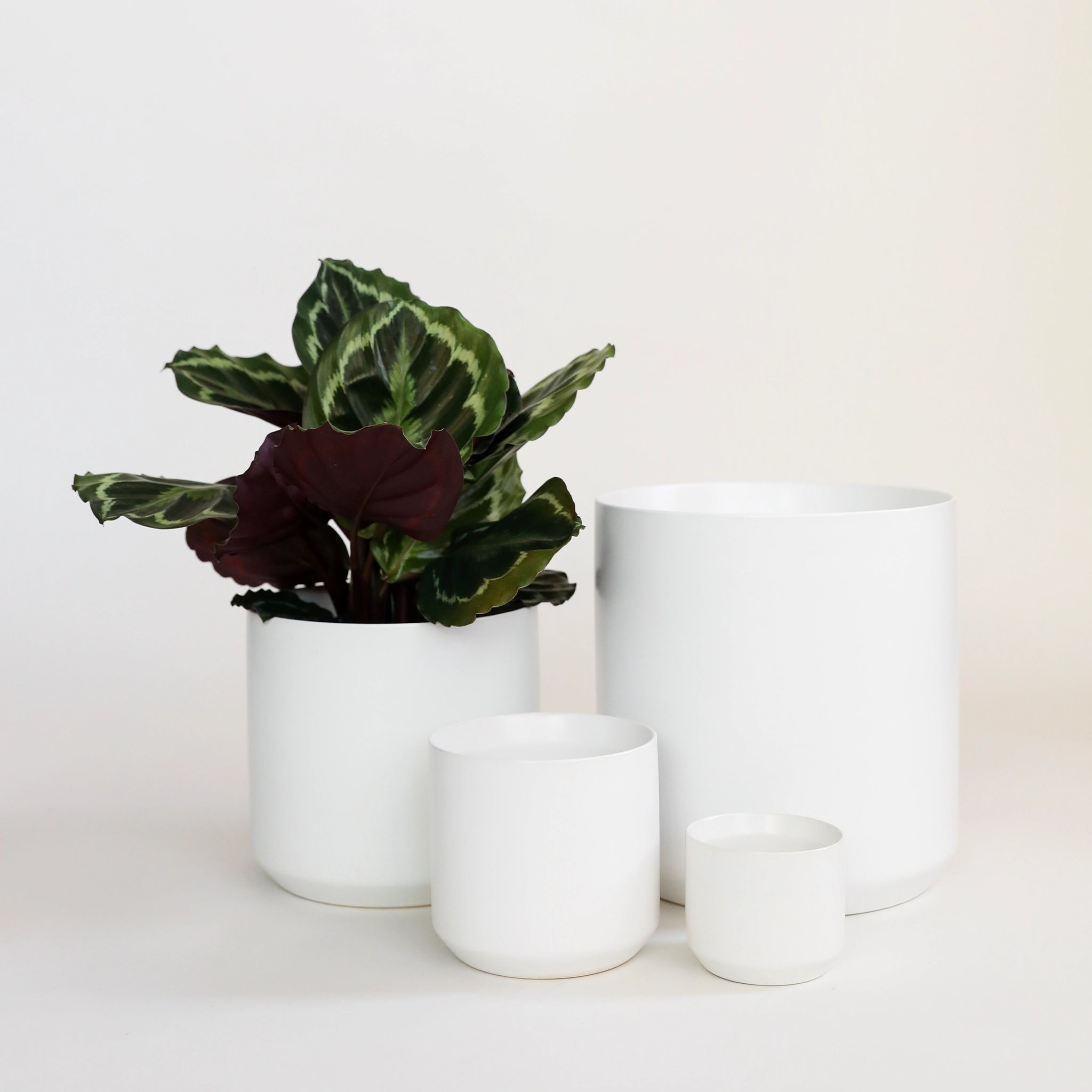various sizes of simple white pots sit on a white ground. one pot has a green and purple calathea placed inside