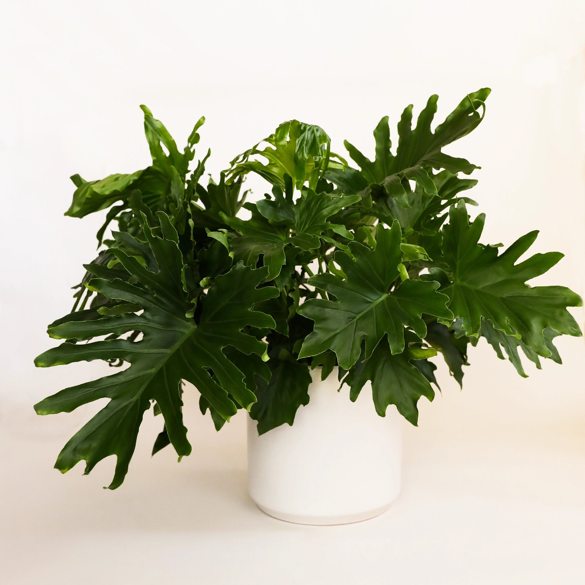 simple white pot with a large lush plant