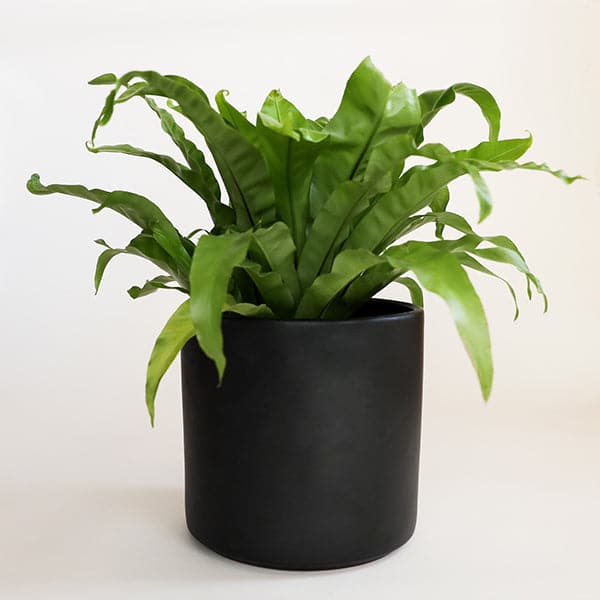 On a cream background is a matte black cylinder planter with a smooth cylinder shape and a birds nest fern inside. 