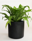 On a cream background is a matte black cylinder planter with a smooth cylinder shape and a birds nest fern inside.