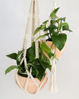 In front of a white background is a natural colored macrame plant hanger with diamond detailing that is photographed next to a different macrame plant hanger and filled with terracotta pots and green leafy pothos this time.