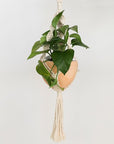 On a light grey background is a natural colored macrame plant hanger with a tassel on the bottom and photographed with a terracotta planter and filled with a green pothos house plant.