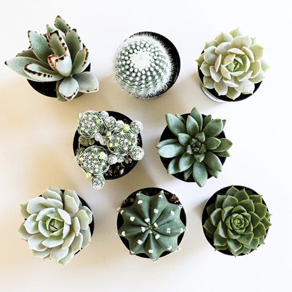 Birds eye view of a white background and eight different cacti and succulents. All of the succulents and cacti are cool tones; white and different shades of green. 