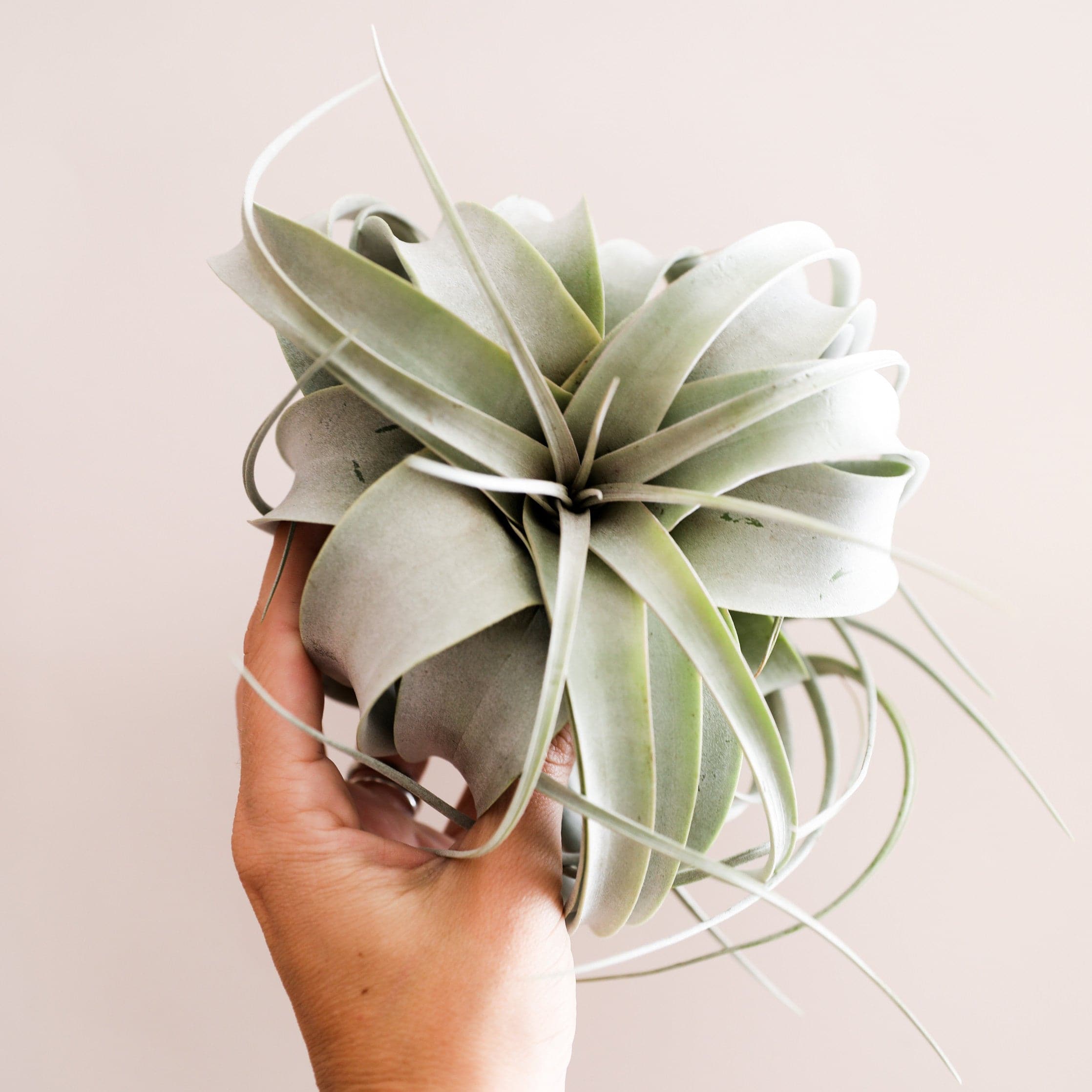 large xerographica air plants Tillandsia Xerographica