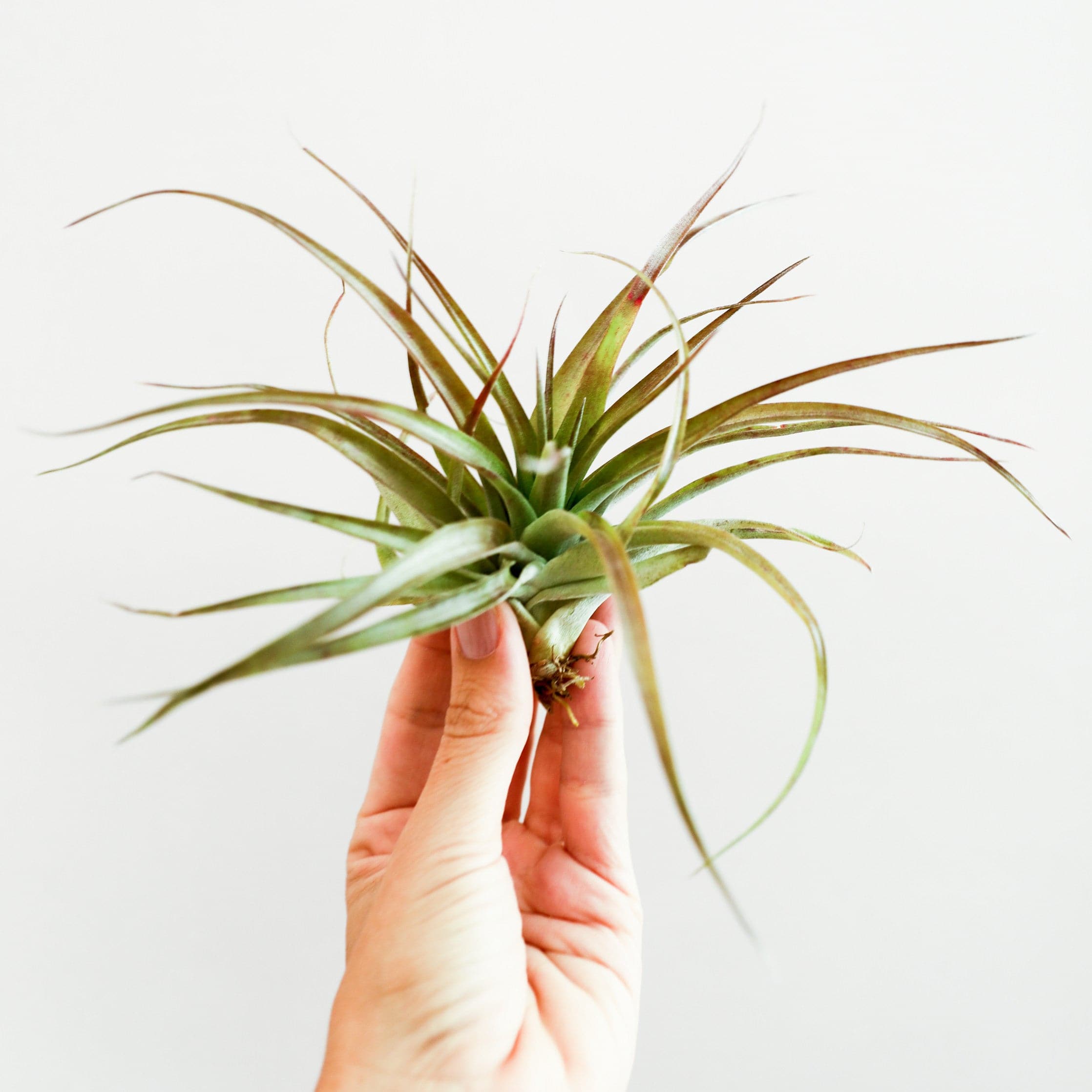 brachycaulos air plant Tillandsia Brachycaulos | Air Plants