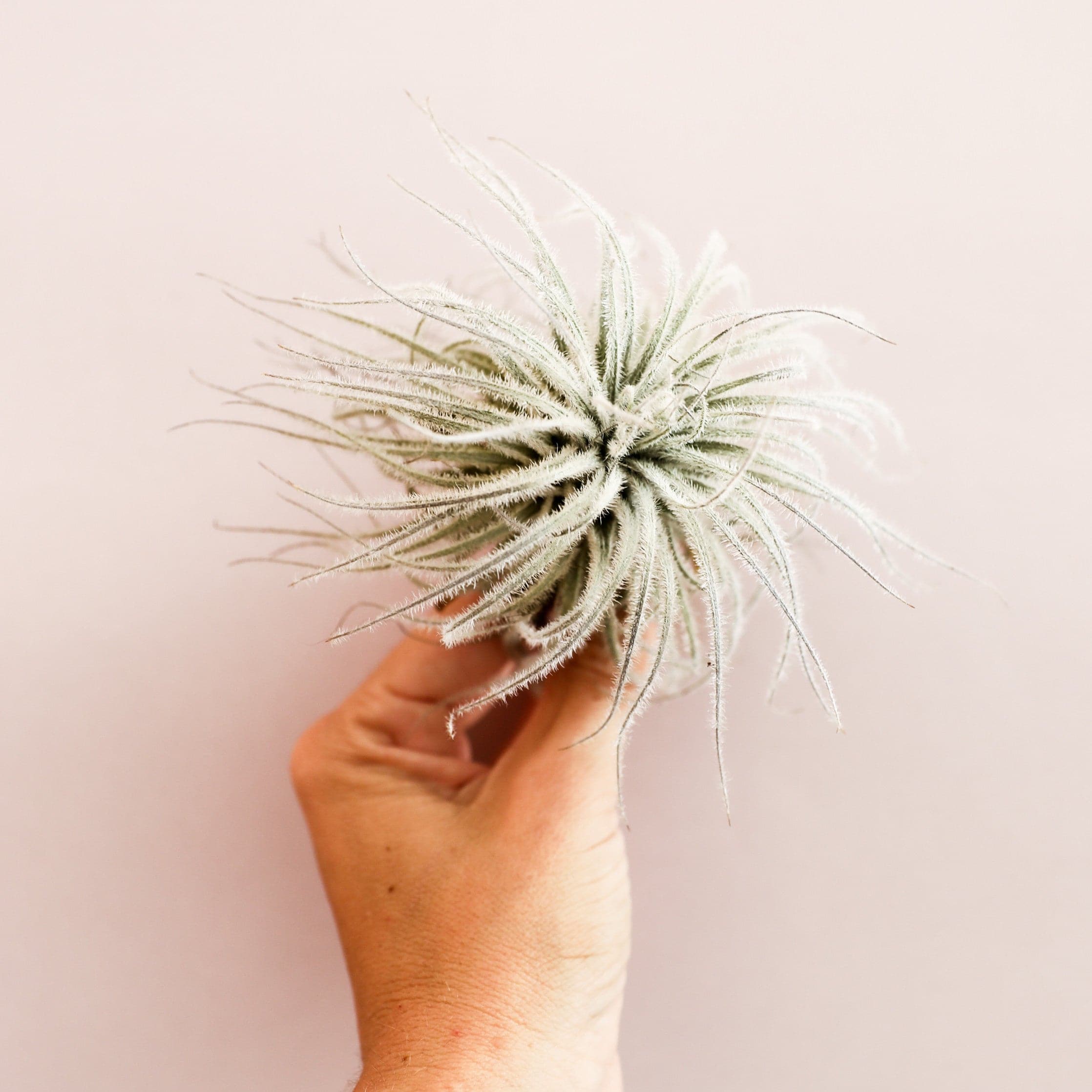 This plant has pastel green slender triangle leaves that grow in a rosette pattern with new growth coming from the center of the plant. These leaves are covered in soft fuzz. 
