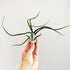 This plant has thin dark green, whimsy leaves sprouting from the center. Plant is held in hand. 