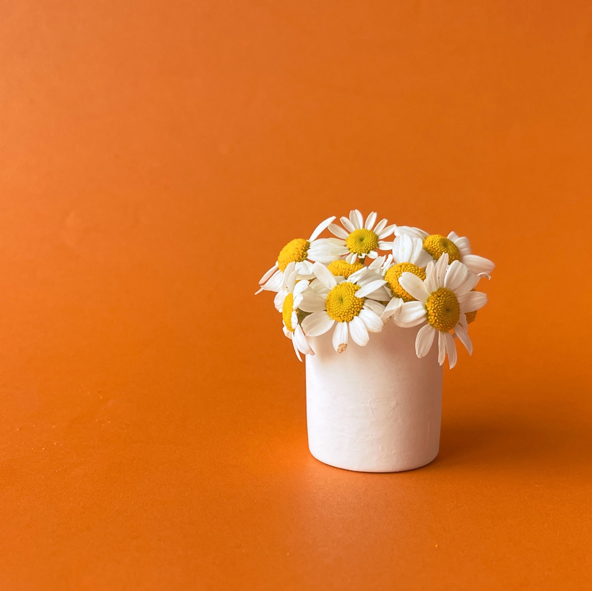 On an orange background is a white ceramic tiny pot filled with tiny daisies. 