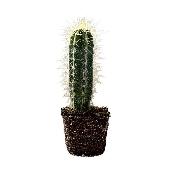 A tall thin cactus with a bluish green shade along with spiky yellow points along each ribbing.