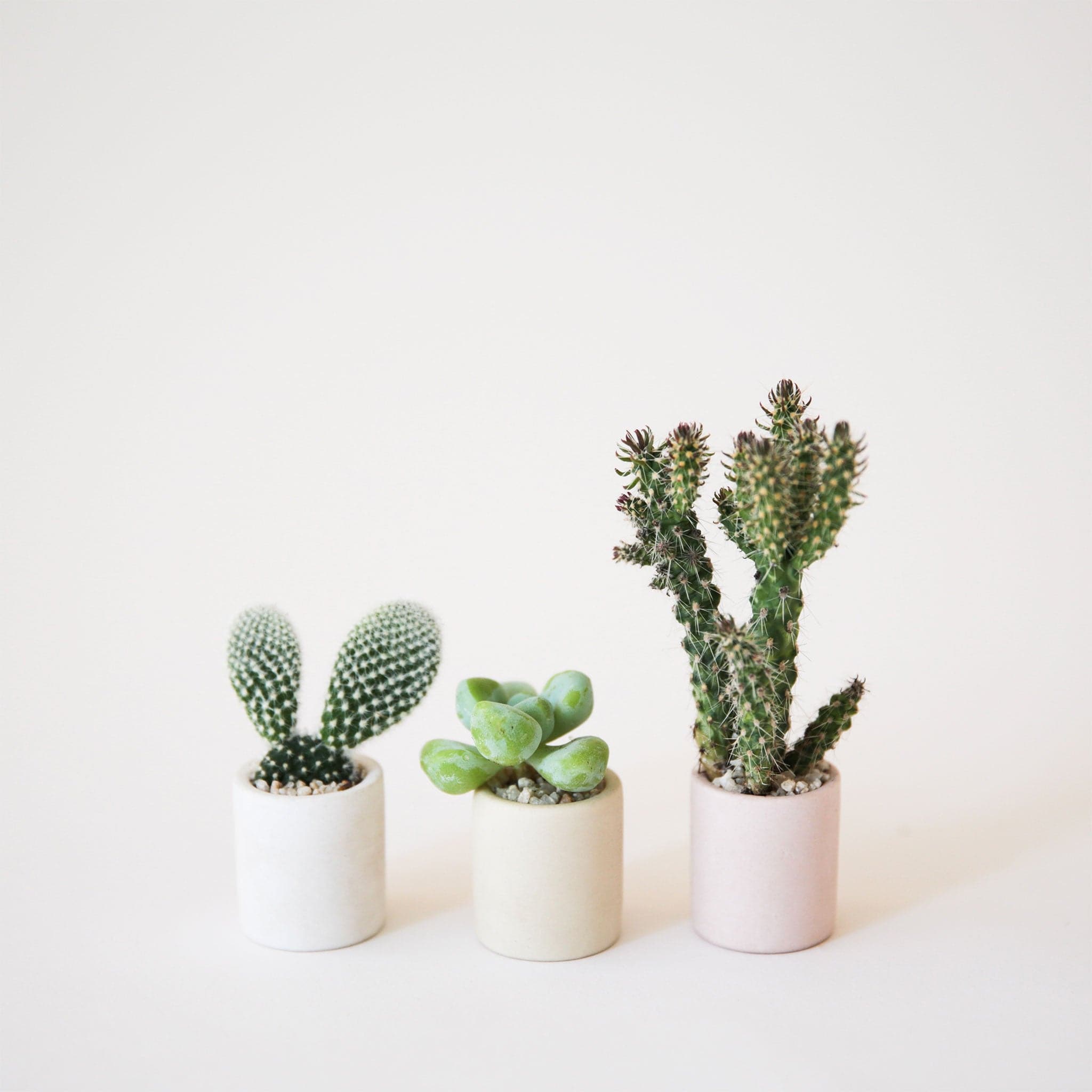On a neutral background is a tiny beige ceramic pot with a small succulent or cacti inside.