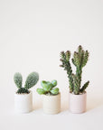 On a neutral background is a tiny beige ceramic pot with a small succulent or cacti inside.