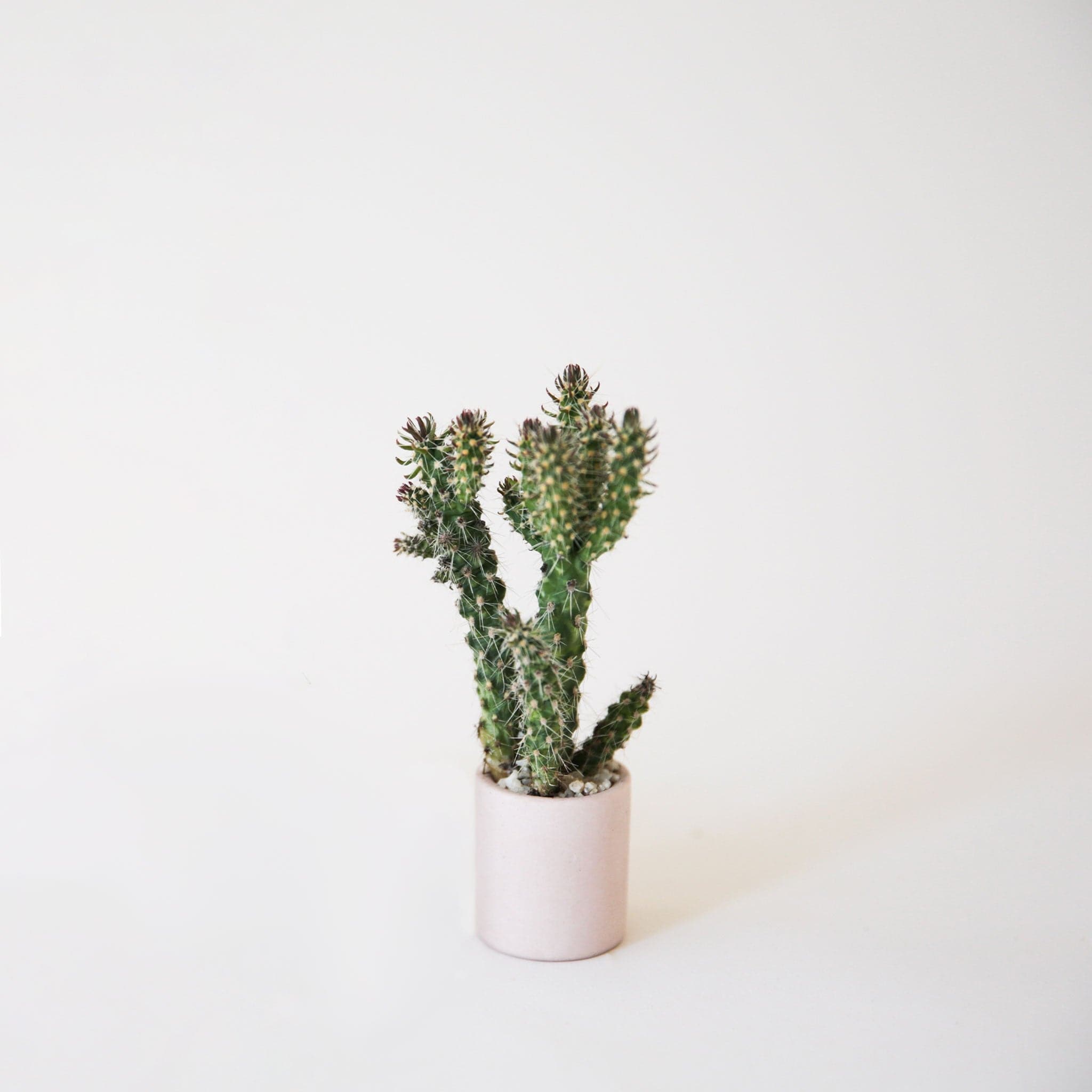 Against a white background is a tiny, round pink pot. Inside the pot is a tiny green cactus.