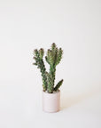 Against a white background is a tiny, round pink pot. Inside the pot is a tiny green cactus.