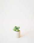 On a neutral background is a tiny beige ceramic pot with a small succulent or cacti inside.