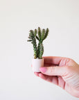 Against a white background is a hand holding a tiny, round pink pot. Inside the pot is a tiny green cactus.