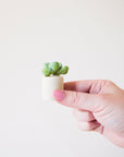 On a neutral background is a tiny beige ceramic pot with a small succulent or cacti inside.