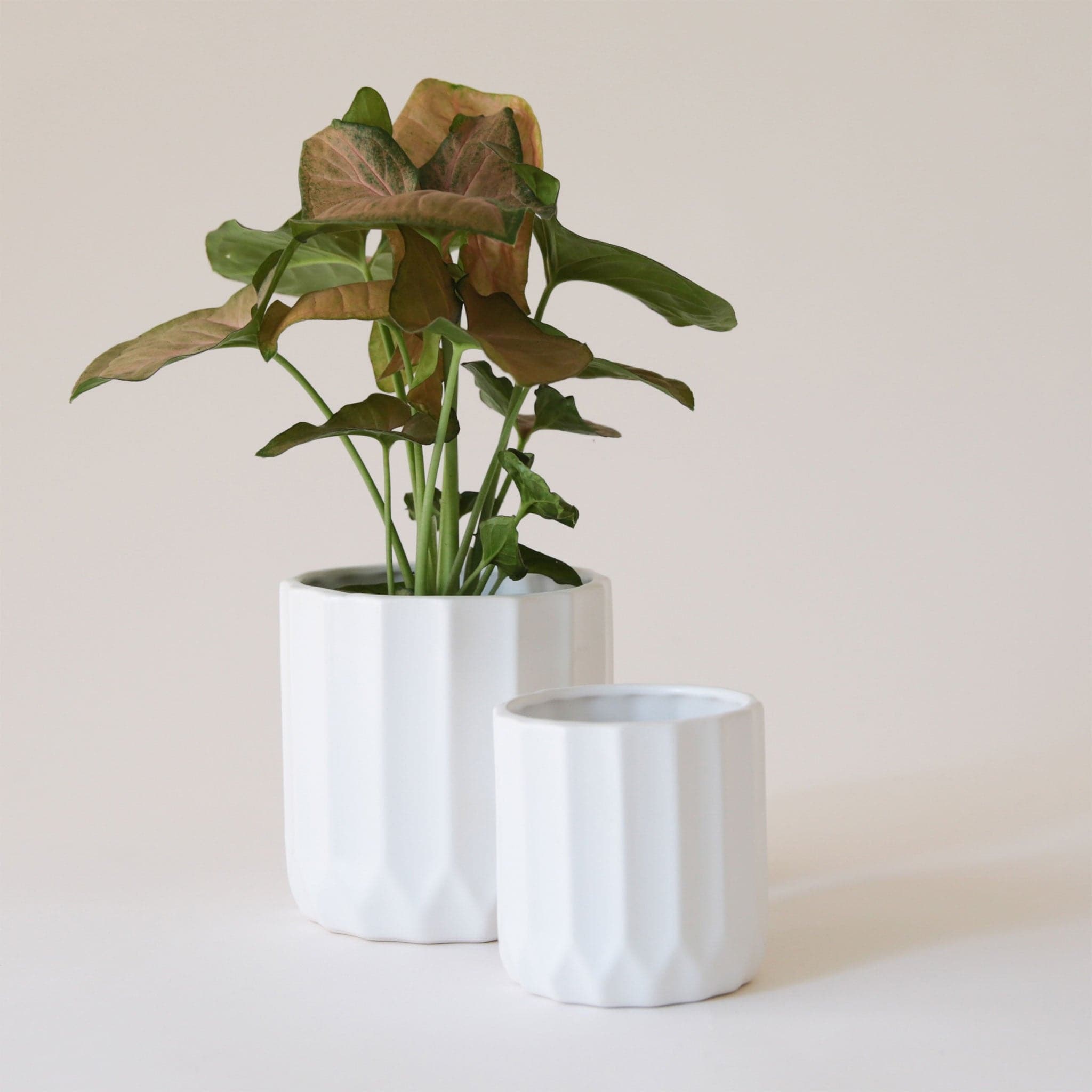 On a cream background is two different sized white ceramic pots with a fluted detail around the edges. 