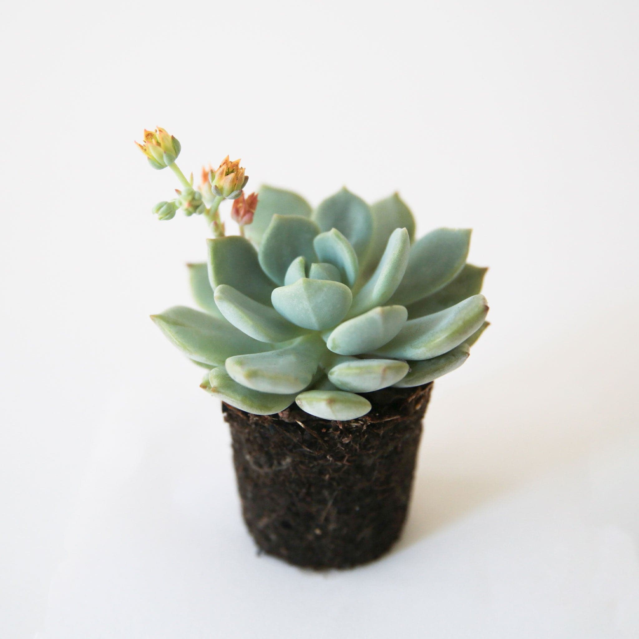 graptoveria succulent Graptoveria
