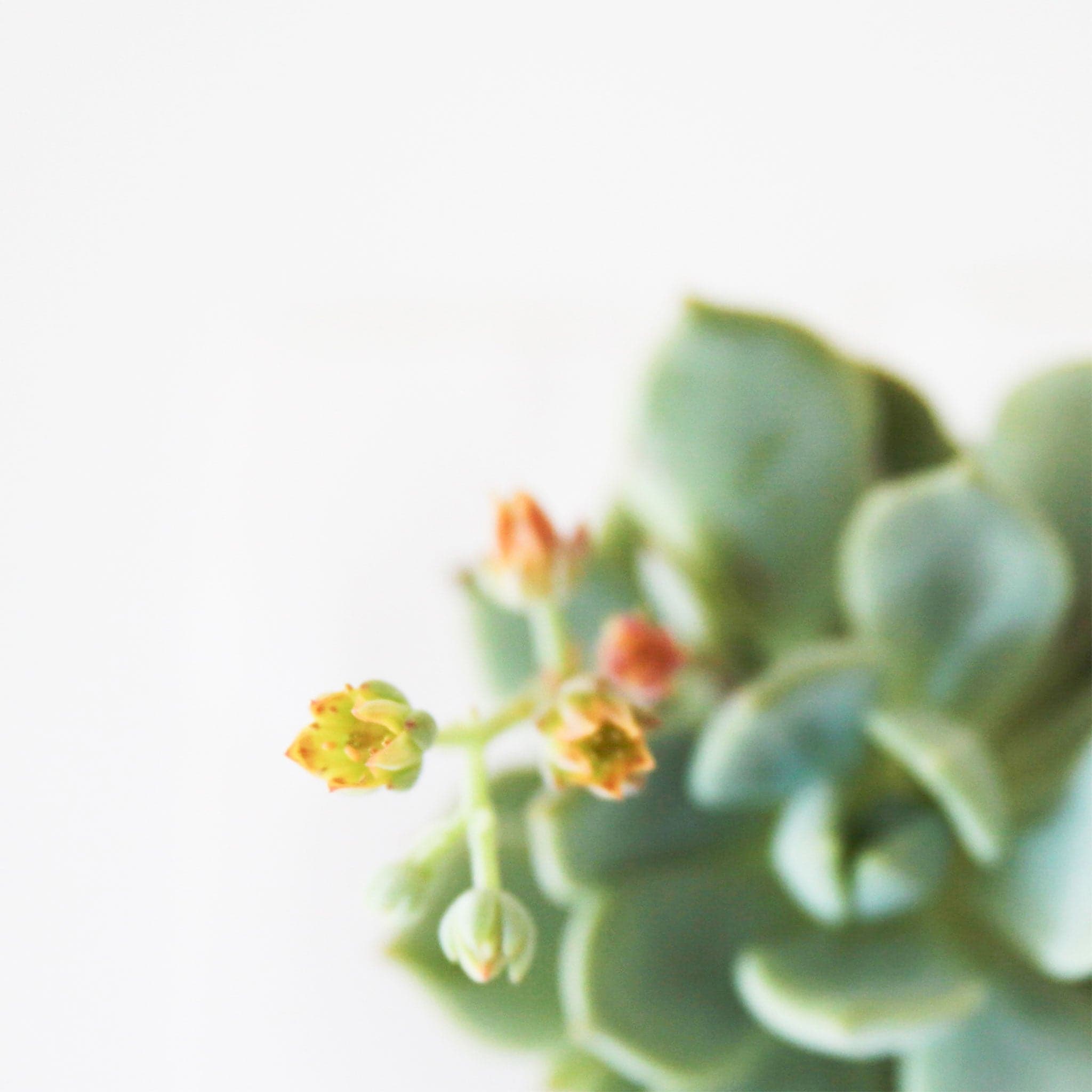 mint green succulents Graptoveria