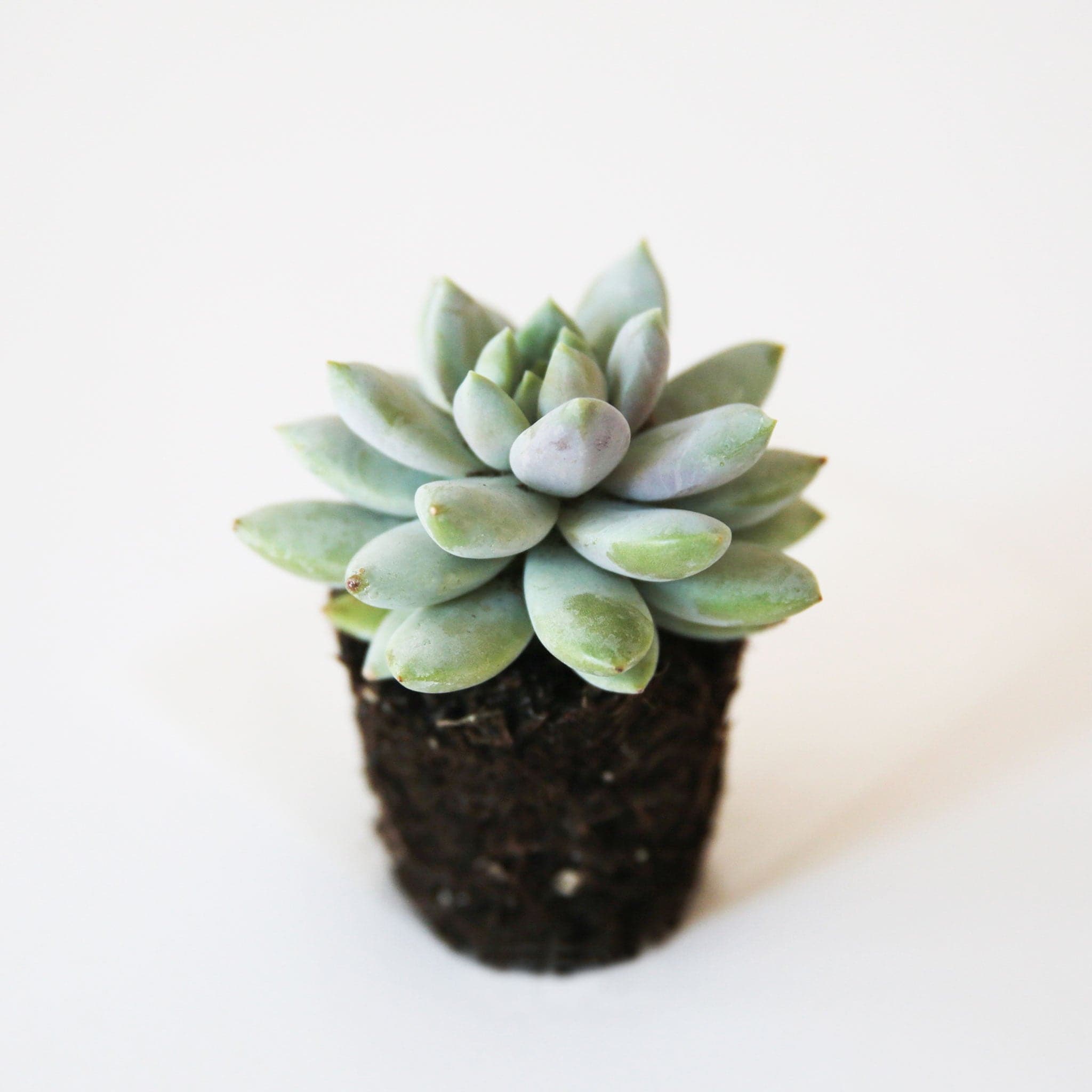 In font of a white background is a succulent with the top facing forward. The succulent is six layers of sage green petals.  